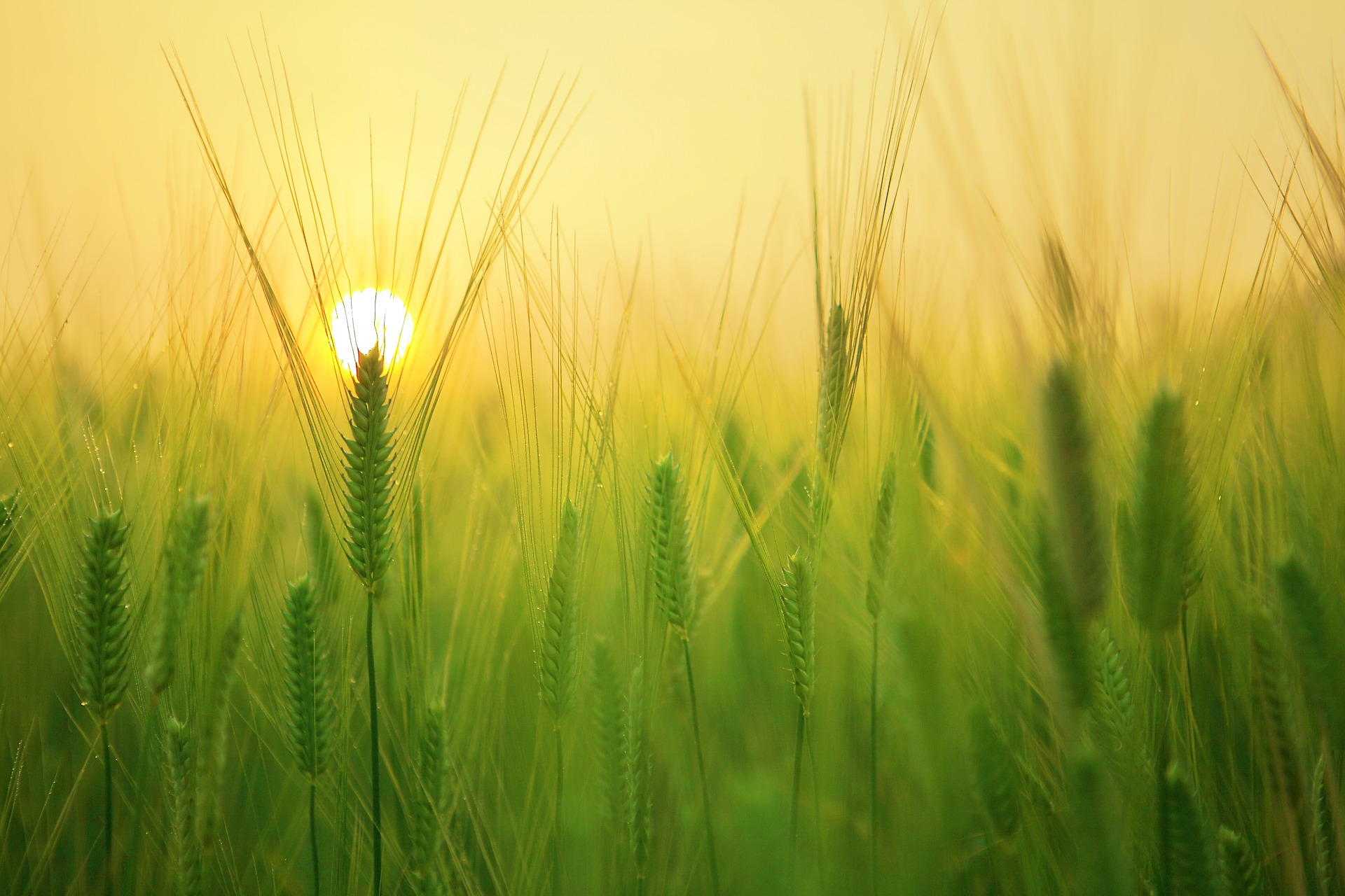 wheat